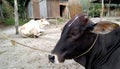 domestic cows in village farm