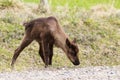 A domestic curious reindeer calf by the roadside sniffing the soil