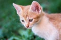 Domestic cute yellow kitten in the grass