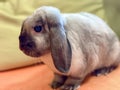 The domestic decorative rabbit of white gray color sits on the sofa bed in warmth and comfort. Taking care of animals