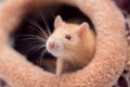 The domestic decorative Red rat with red eyes sits in a soft lodge for rats Royalty Free Stock Photo