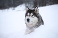 Domestic dog alaskan malamute in winter lies half-turned in the snow background blurred