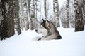 Domestic dog Alaskan Malamute in winter lies in profile in the snow in a birch grove