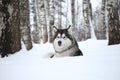 Domestic dog Alaskan Malamute in winter lies in the snow in a birch grove looking at the camera