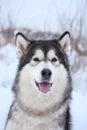 Domestic dog alaskan malamute winter portrait muzzle in snow background blurred Royalty Free Stock Photo