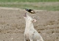 Domestic dog is attacked by black drongo Royalty Free Stock Photo