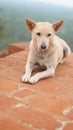 Domestic dog on the Bench Royalty Free Stock Photo