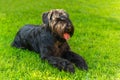 Domestic dog Black Giant Schnauzer breed Royalty Free Stock Photo