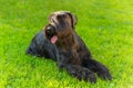 Domestic dog Black Giant Schnauzer breed Royalty Free Stock Photo