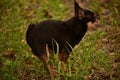 Domestic dog a female short haired black and brown Chihuahua outdoors pooping on grass Royalty Free Stock Photo