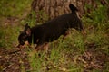 Domestic dog a female short haired black and brown Chihuahua outdoors pooping on grass