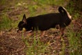 Domestic dog a female short haired black and brown Chihuahua outdoors pooping on grass