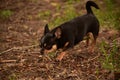 Domestic dog a female short haired black and brown Chihuahua outdoors pooping on grass