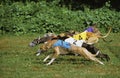 Domestic Dog, Greyhound Racing