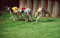 Domestic Dog, Greyhound Racing Royalty Free Stock Photo