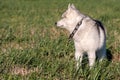 Domestic dog in a husky collar looks to the left standing on a green field