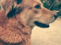 Domestic dog in india Royalty Free Stock Photo
