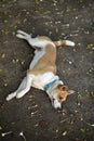 Dog lay on ground with fallen flower Royalty Free Stock Photo