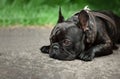 A domestic dog lies on the ground with a sad face. A black French bulldog is sad because he`s been scolded. Your