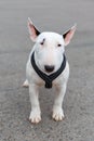 Domestic dog Miniature Bull Terrier breed