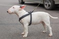 Domestic dog Miniature Bull Terrier breed