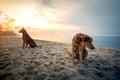 Domestic dog sitting on sea beach against beautiful sun rising sky