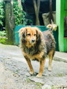 Domestic Dog in Sri Lanka