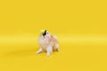 Domestic dog, training. Portrait of a beige Pomeranian on a yellow background, catching a tennis ball. Copy space Royalty Free Stock Photo