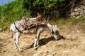 Domestic Donkey. Albania, Europe