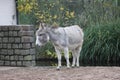 Domestic Donkey