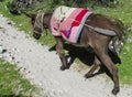 Domestic donkey with saddle Royalty Free Stock Photo