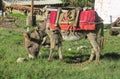 Domestic donkey with seddle Royalty Free Stock Photo
