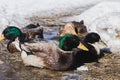 Domestic drakes and ducks on spring ice Royalty Free Stock Photo