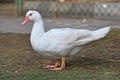 Domestic duck