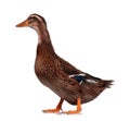 Domestic duck