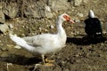 Domestic duck, domestic black ducks, domestic white ducks, naturally fed ducks