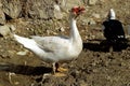 Domestic duck, domestic black ducks, domestic white ducks, naturally fed ducks