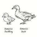 Domestic duck and duckling standing side view. Ink black and white doodle drawing Royalty Free Stock Photo