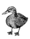 Domestic Duck farm bird animal ink hand drawing