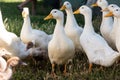 Domestic duck. many ducks on the farm