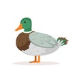 Domestic duck, poultry breeding vector Illustration