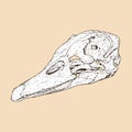 domestic duck skull head vector illustration animal