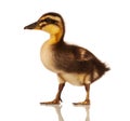 Domestic duckling Royalty Free Stock Photo