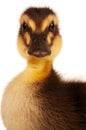 Domestic duckling Royalty Free Stock Photo