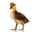 Domestic duckling Royalty Free Stock Photo