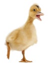 Domestic duckling standing Royalty Free Stock Photo