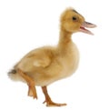 Domestic duckling standing