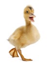 Domestic duckling standing Royalty Free Stock Photo