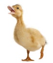 Domestic duckling standing Royalty Free Stock Photo