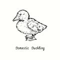 Domestic duckling standing side view. Ink black and white doodle drawing in woodcut outline style. Royalty Free Stock Photo